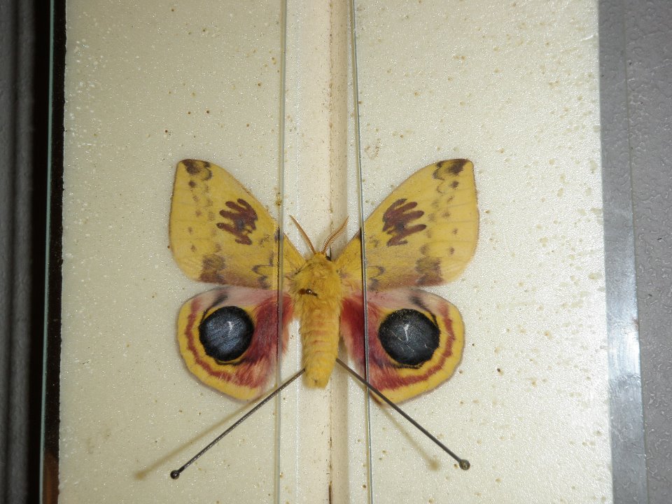 Automeris io aberration